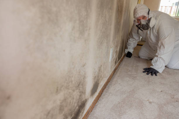 Best Real Estate Mold Inspection  in South Bend, IN